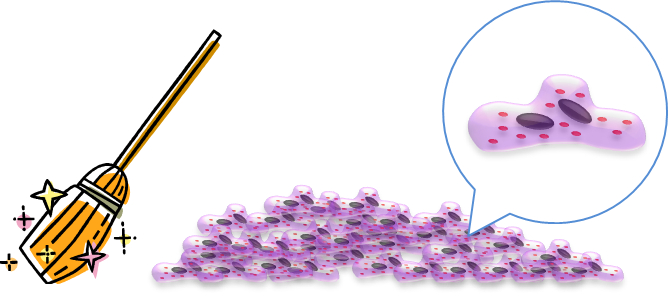 掃除されるがん細胞