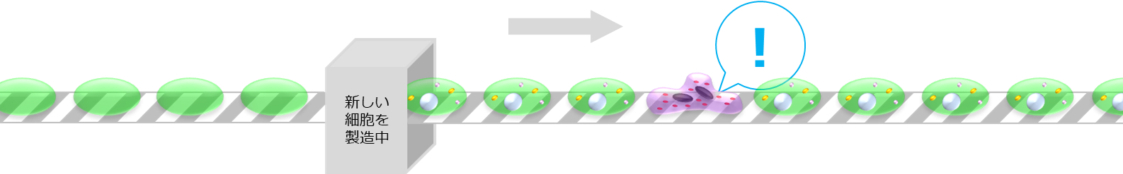 毎日生まれる細胞