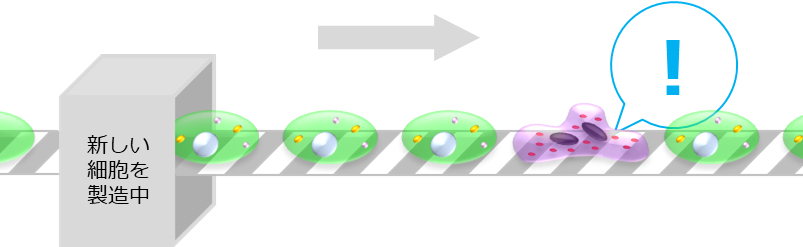 毎日生まれる細胞