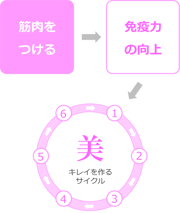筋肉をつける→免疫力が上がる→キレイサイクルが回る