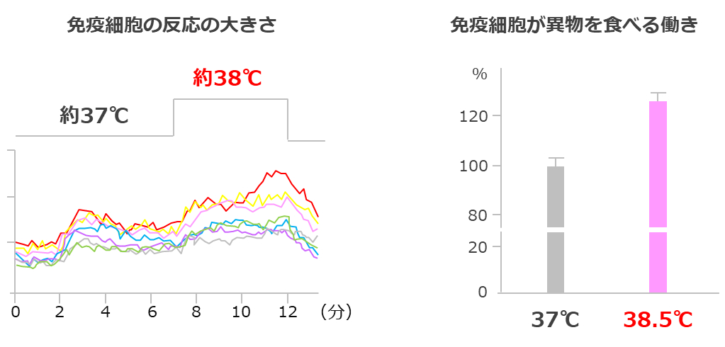 免疫細胞の反応の大きさ/免疫細胞が異物を食べる働き