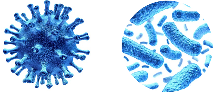 ウィルスと細菌