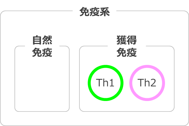 免疫系（自然免疫と獲得免疫）