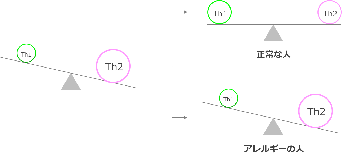 アレルギーと正常な人のTh1/Th2バランス