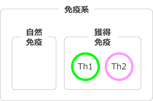 自然免疫と獲得免疫（Th1/Th2）