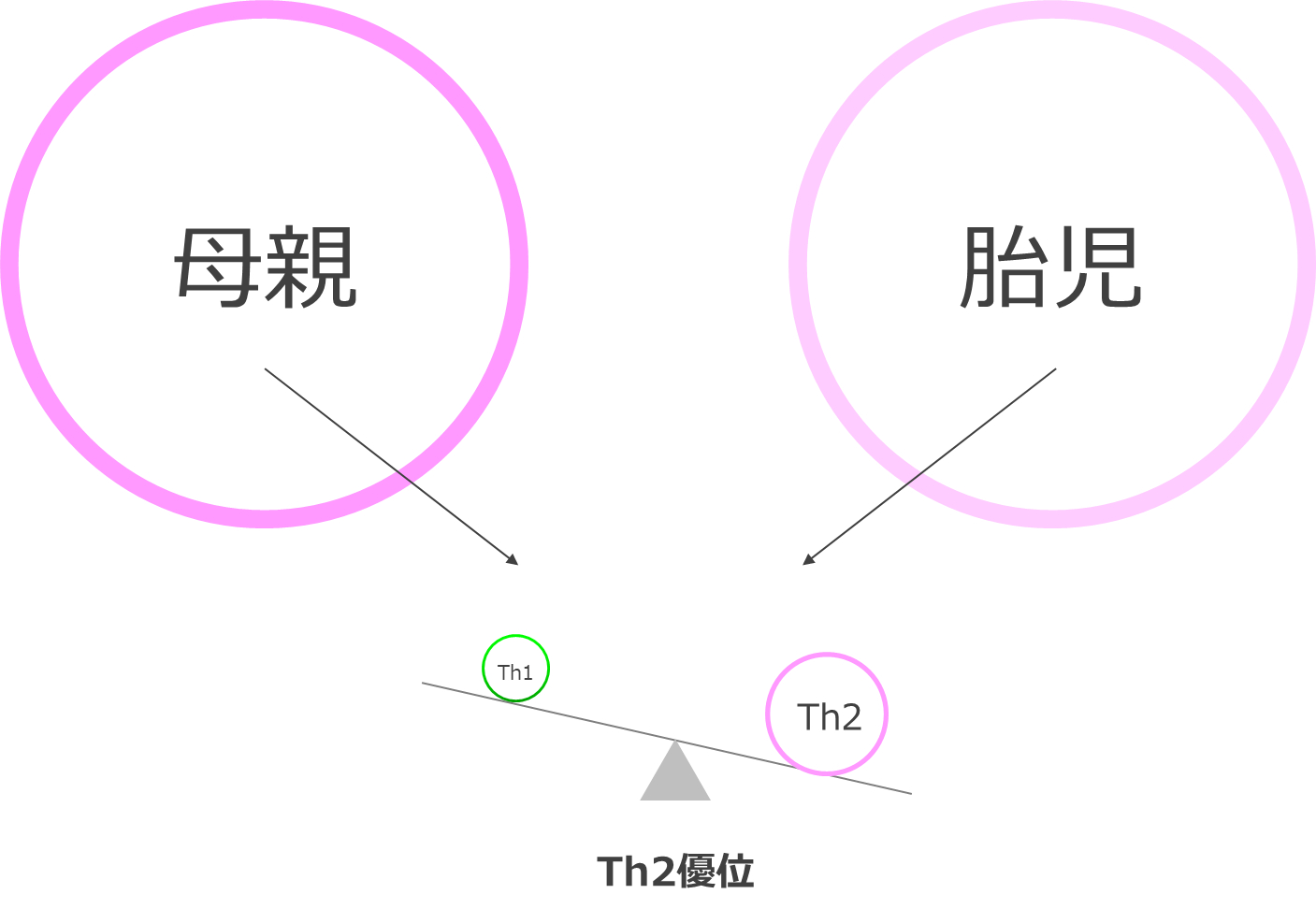母親と胎児のTh1/Th2バランス