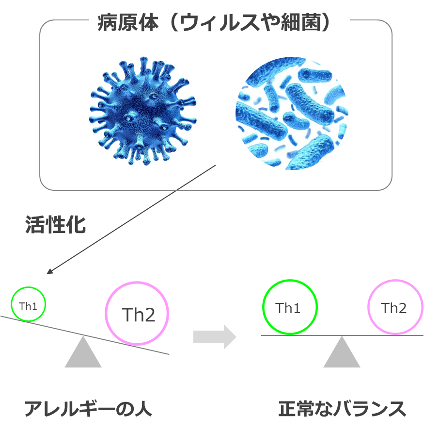 Th1/Th2バランスの戻し方