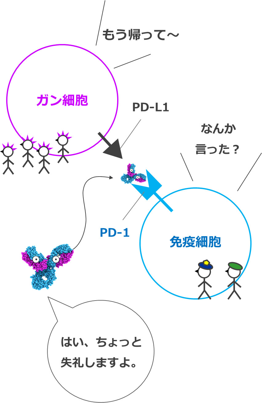 オプジーボ（チェックポイント阻害剤）の仕組み（メカニズム）