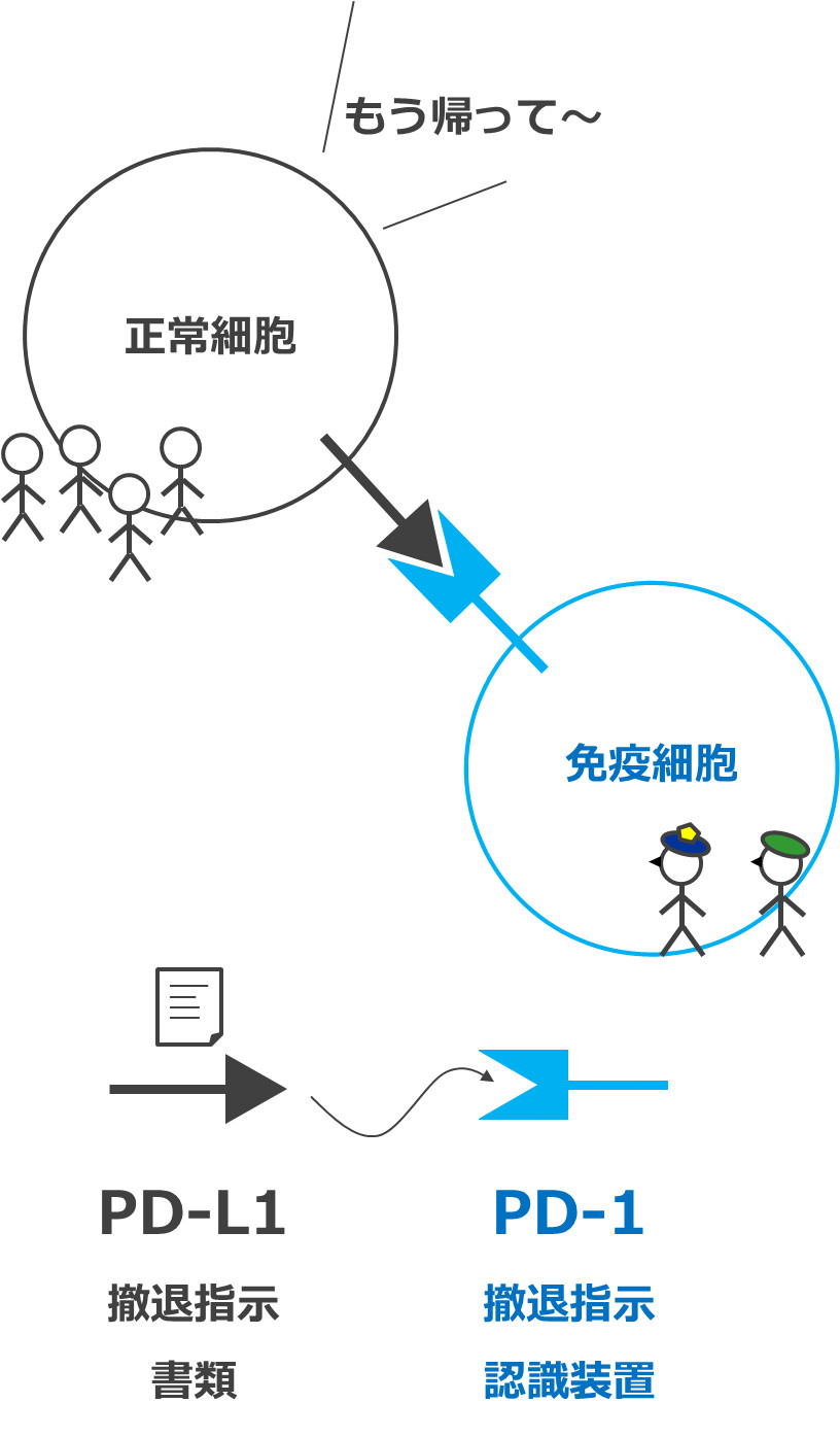 組織の細胞（市民）と免疫細胞（警察と軍隊）とPD-L1