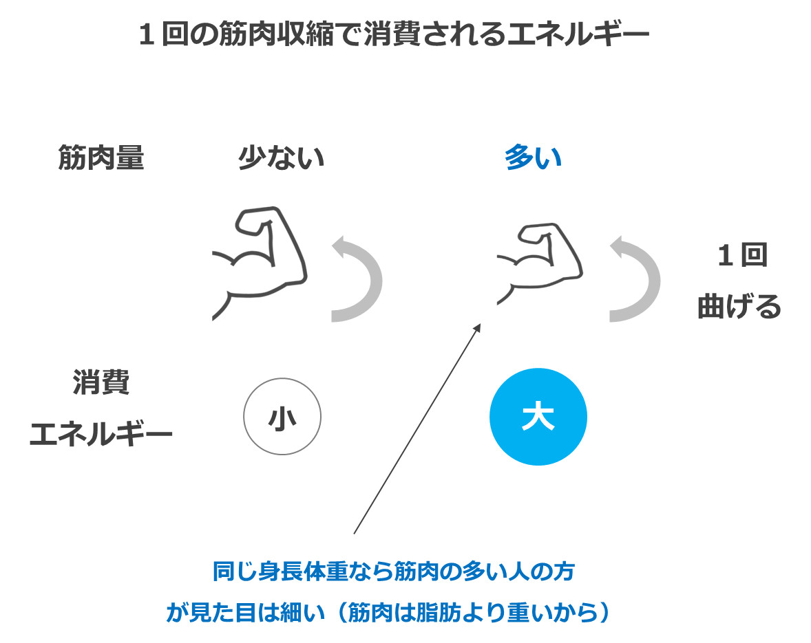 １回の筋肉収縮で消費されるエネルギー