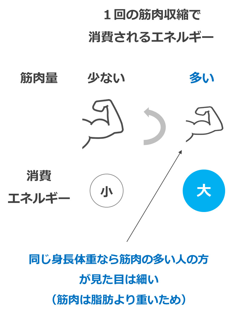 １回の筋肉収縮で消費されるエネルギー