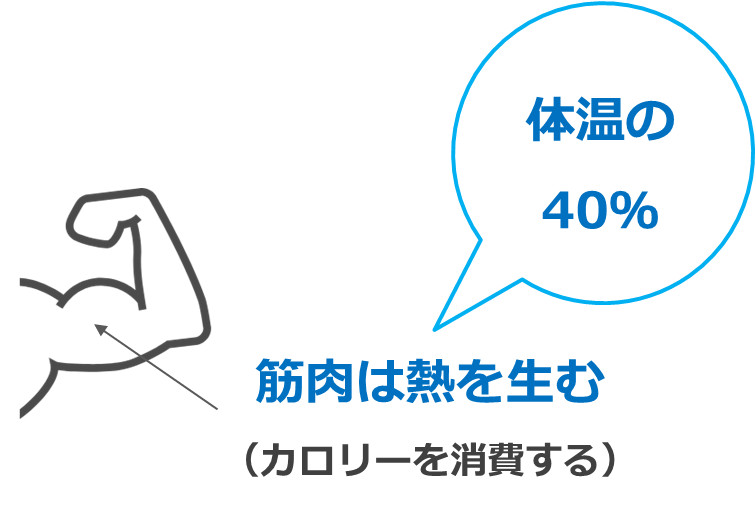筋肉は体温の約40％の熱を生む。
