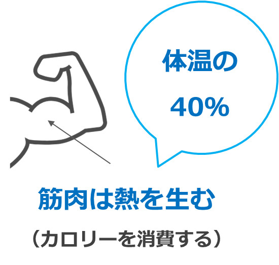 筋肉は体温の約40％の熱を生む。