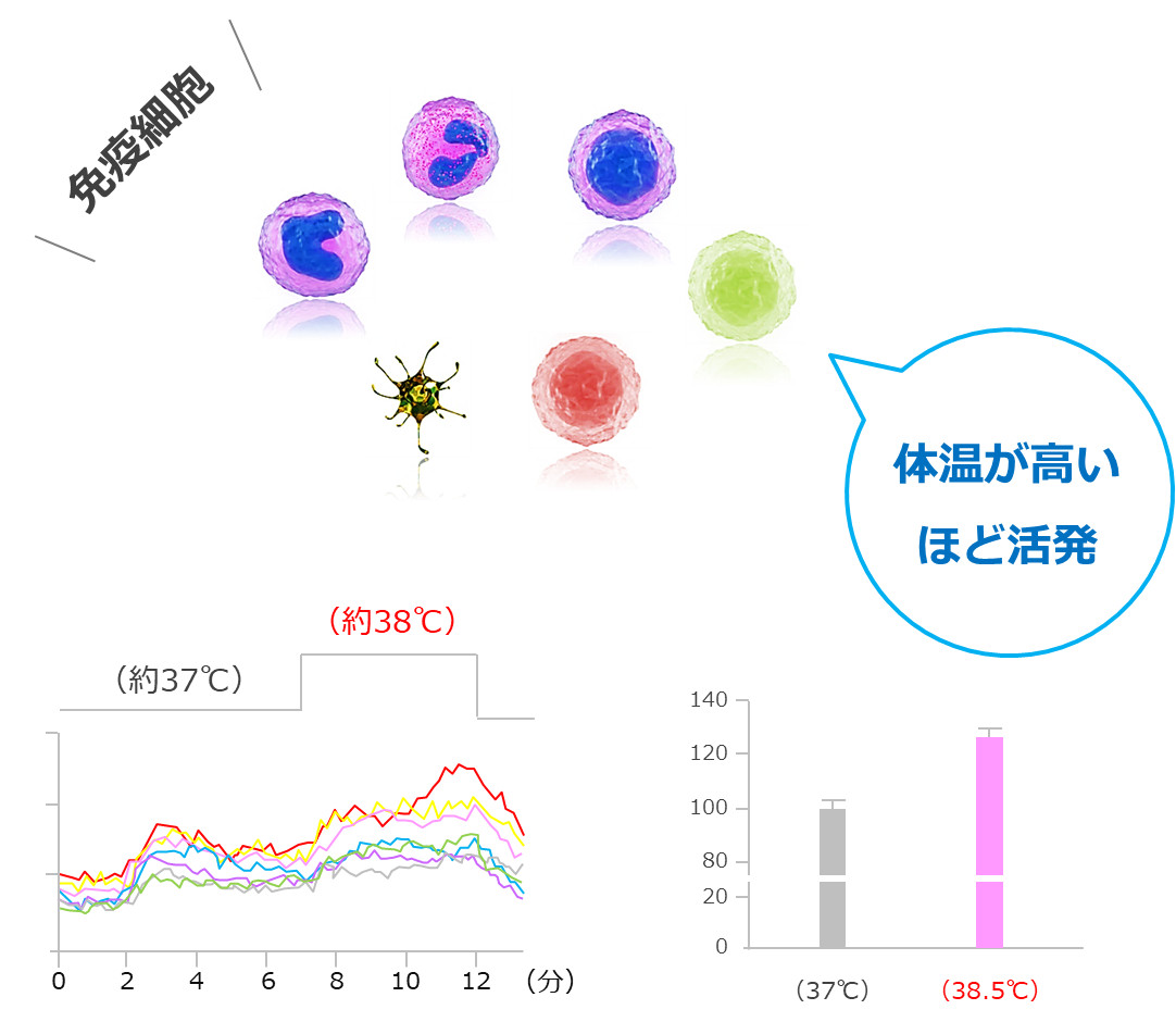 体温と免疫細胞