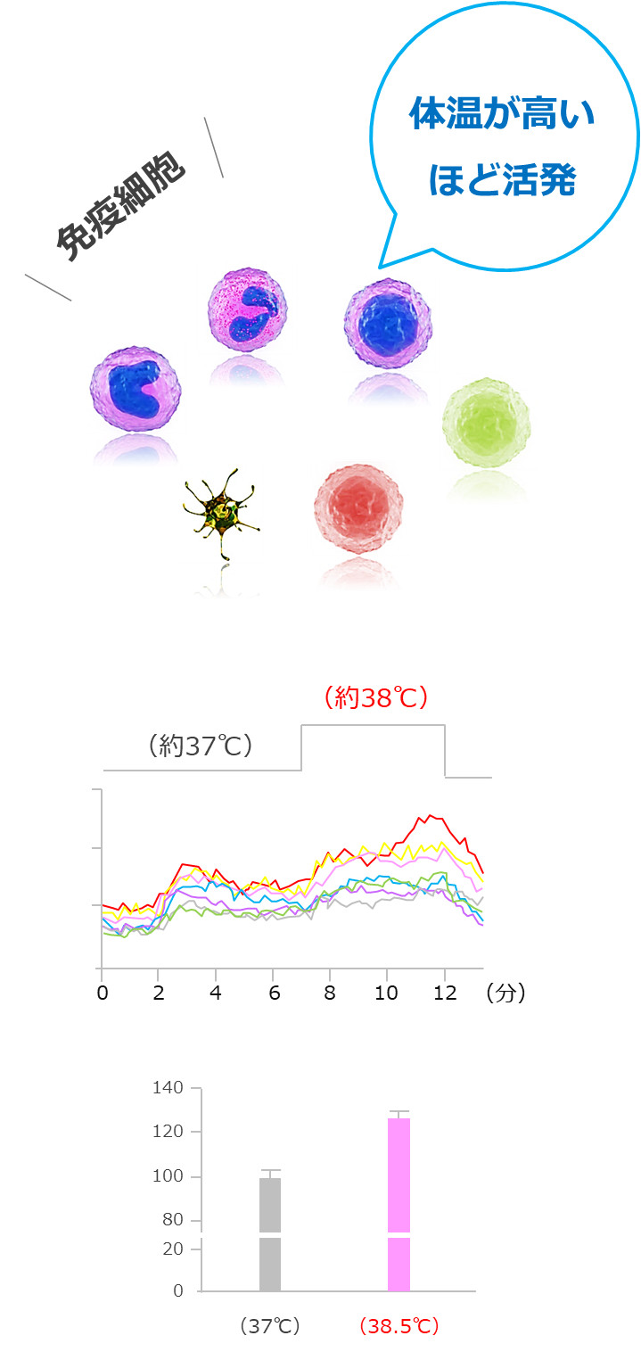 体温と免疫細胞