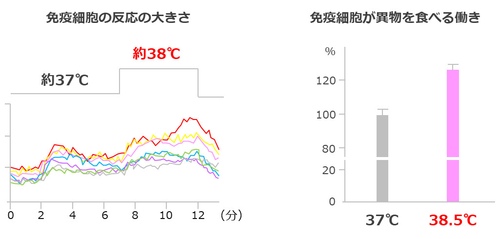 免疫細胞は体温が高いほど活発になる。