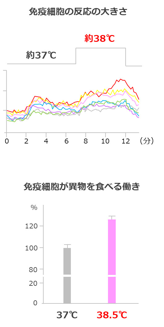 免疫細胞は体温が高いほど活発になる。