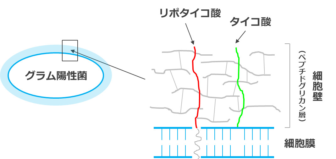 乳酸菌の細胞壁