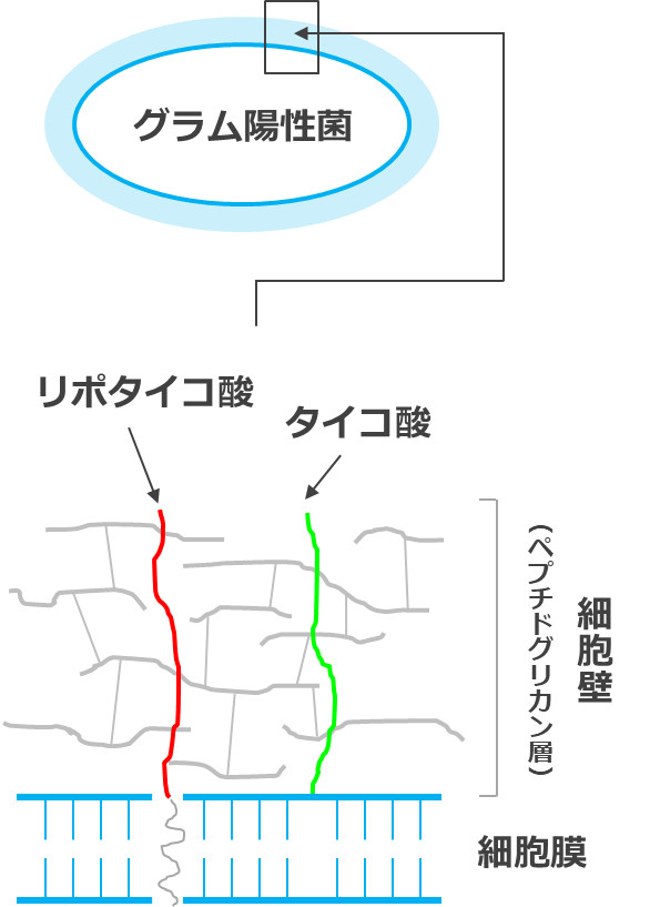 乳酸菌の細胞壁