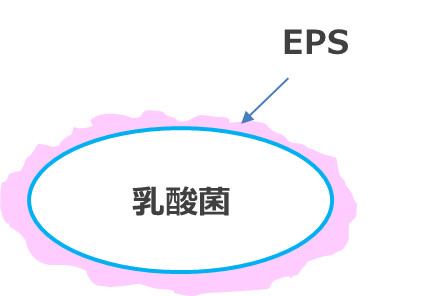 乳酸菌R-1の産生するEPS
