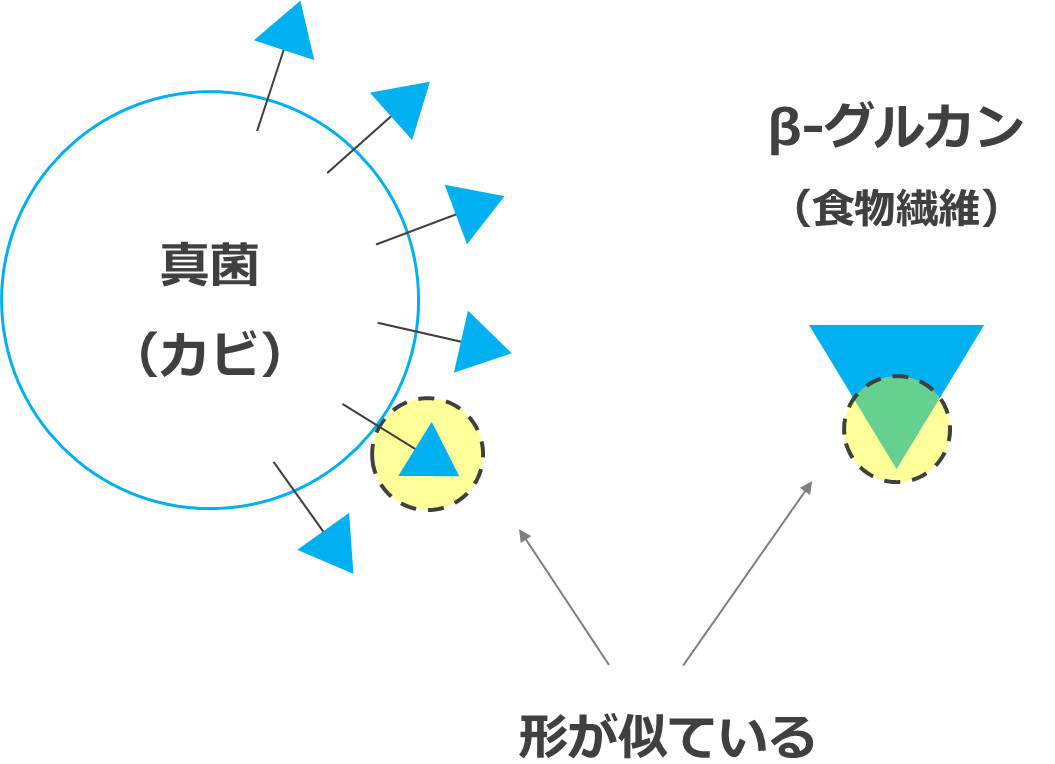 β-グルカンの免疫賦活メカニズム