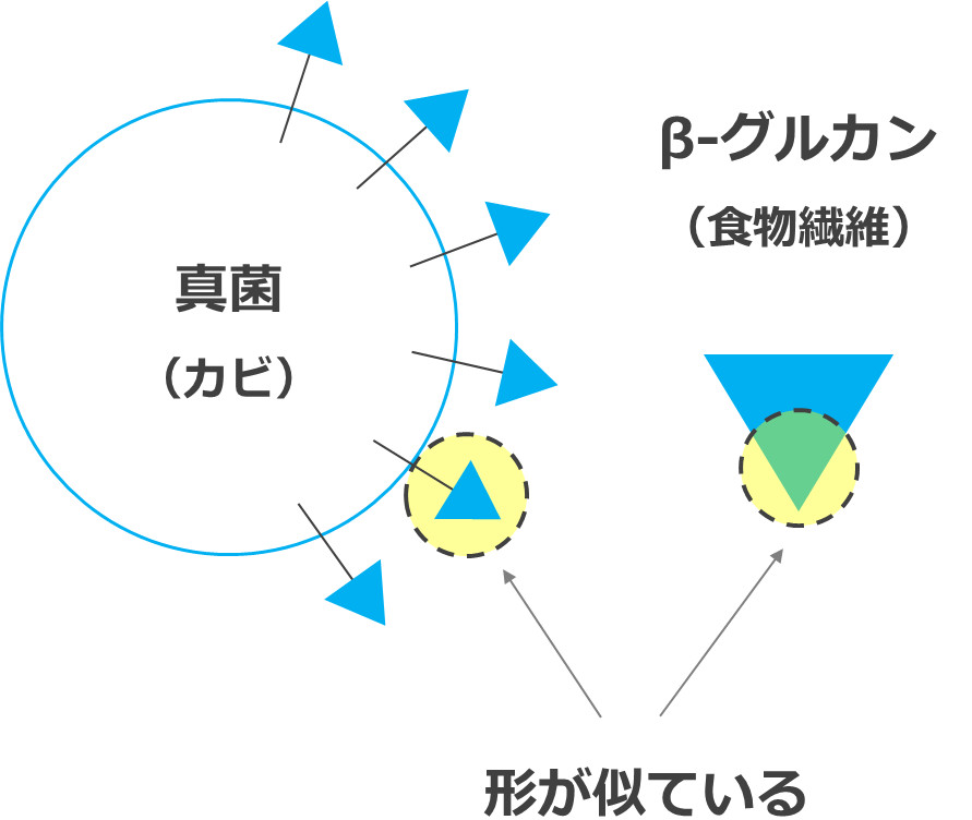 β-グルカンの免疫賦活メカニズム
