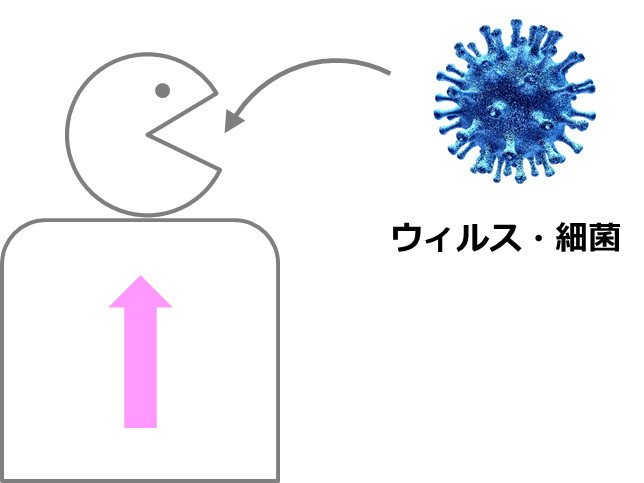 人間のカラダとウィルスと細菌