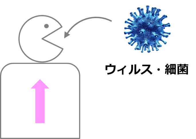 人間のカラダとウィルスと細菌