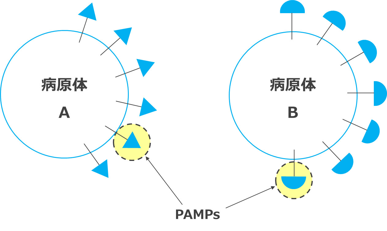 病原体とPAMPｓ