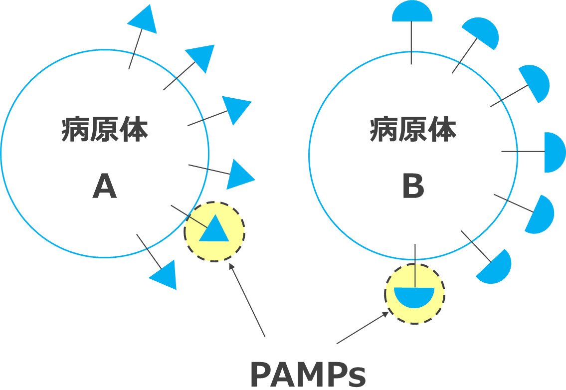 病原体とPAMPｓ