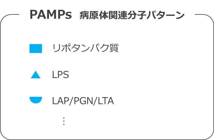 PAMPｓ（病原体関連分子パターン）