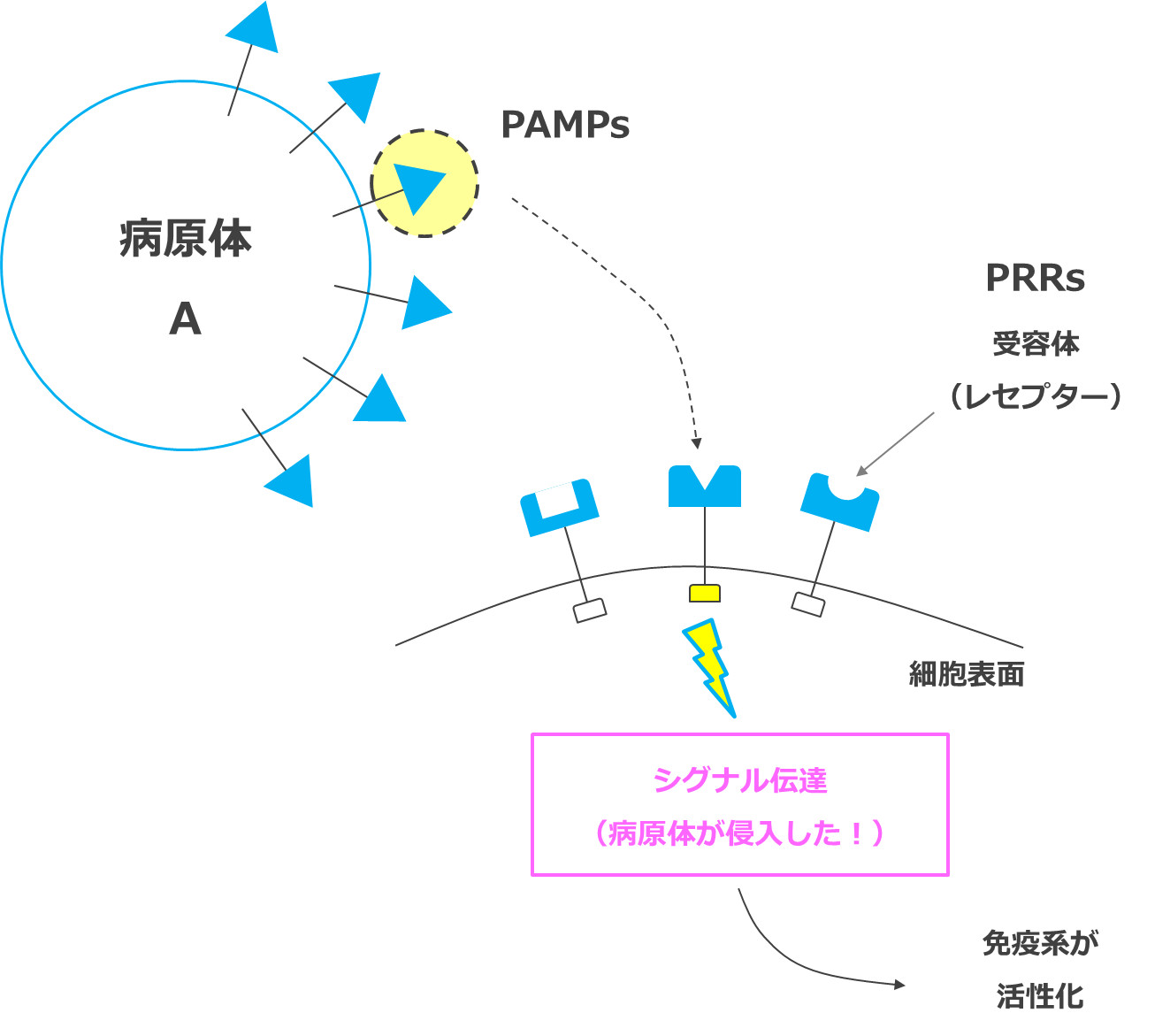 免疫賦活メカニズム（PAMPｓとPRRｓ）