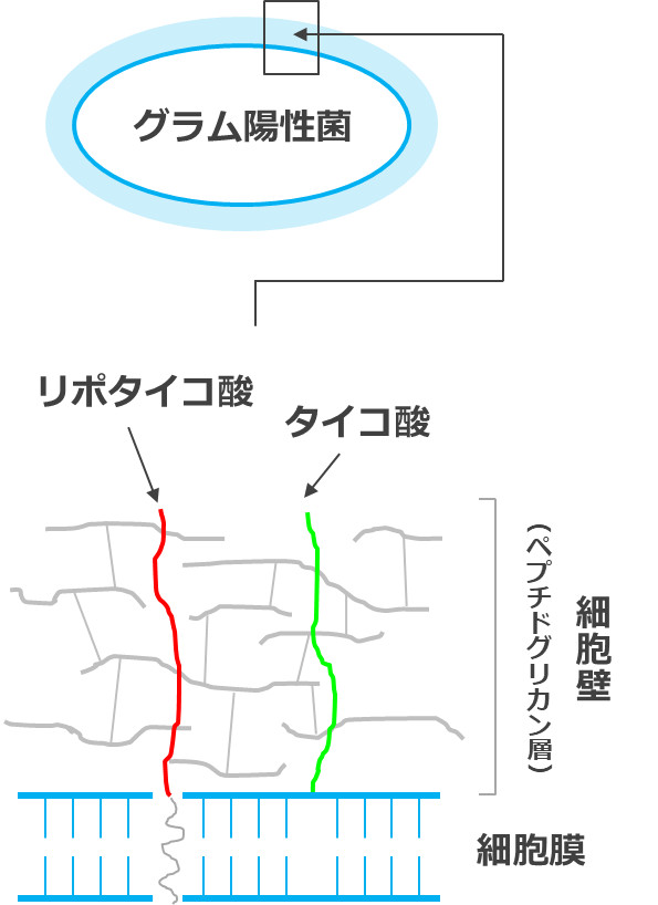 乳酸菌の免疫賦活メカニズム