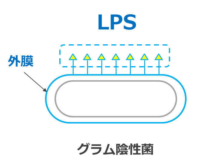 LPSの免疫賦活メカニズム