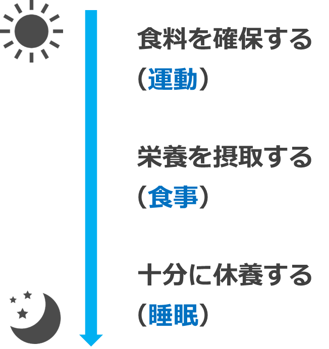 運動・食事・睡眠＋ストレスの発散